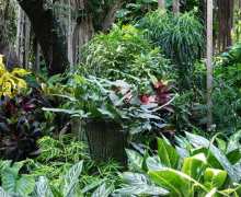 IS YOUR GARDENER CLUELESS OR CLEVER? IS YOUR GARDENER CLUELESS OR CLEVER?